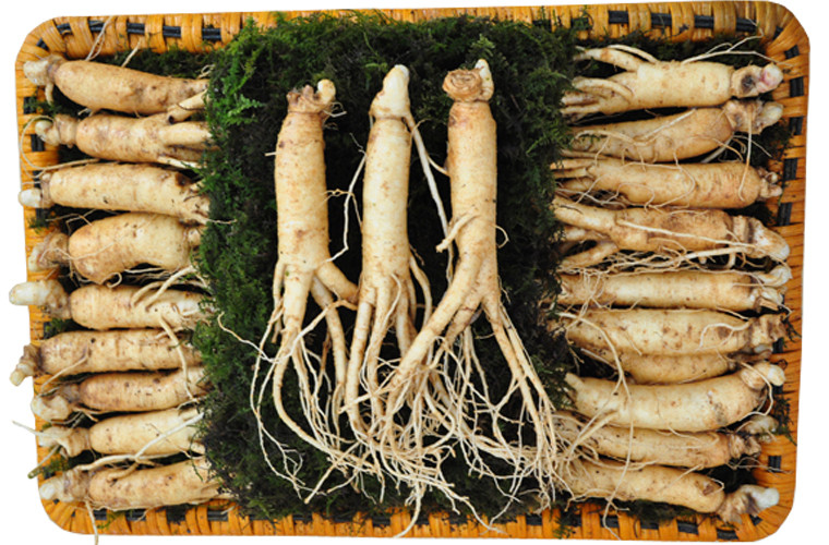 HỘP/ SÉT QUÀ NHÂN SÂM TƯƠI